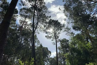 In a group of trees looking up toward a blue sky with clouds