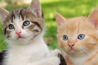 The End Goal Of Increased Productivity Should Not Be More Time For Kitten Videos