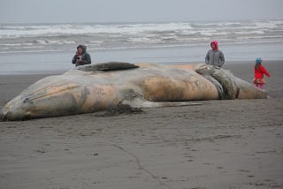 Saving The Whales. 
The Fight Against Offshore Wind Farms.