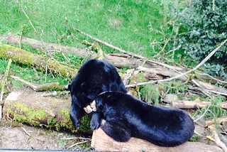 Snuggling black bears -cute-