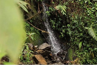 image of jungle and small waterfall