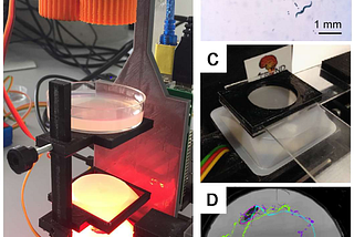 Brasileiro cria um novo microscópio de fluorescência de baixo custo: o Flypi.