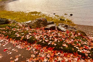 Red leaves line a path next to the ocean