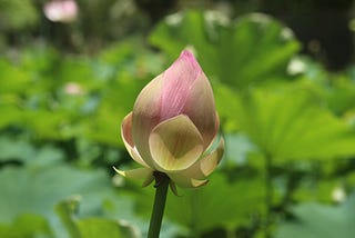 A flower close to blooming