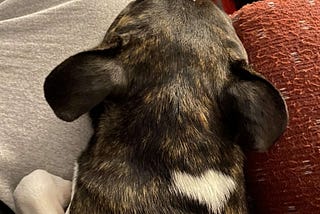 small dog sleeping on person’s leg