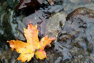 a yellow maple leaf rests on rocks in flwoing water