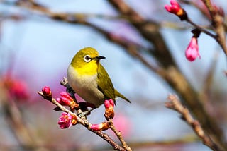 Waiting for summer is for the birds