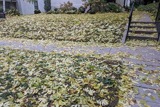 WHY SHOULD I COLLECT THE DRY LEAVES FROM THE GARDEN?