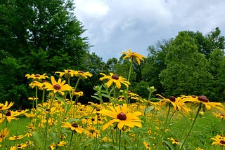 The Flower Blooms