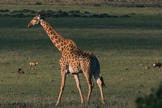 Leadership Insights from an Unlikely Animal