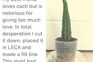 Growing Cacti & Succulents Is THE Solution