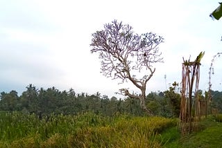 That Tree Was The Temple