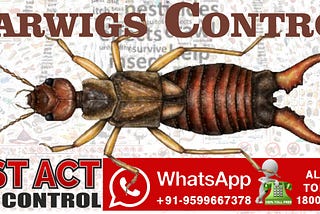 Earwigs will enter your brain through your ear or nose and kill you while you sleep?