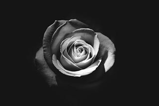 Photo of a blooming rose.