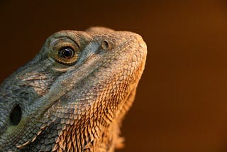 Bearded Dragons: Easy as A, B, C