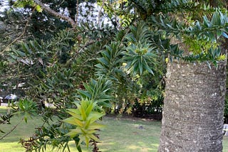 Confronting the Bunya Mountains