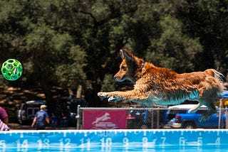 A golden retriever flies through the air, over a pool of water, after jumping off the end of a dock in pursuit of a green bal