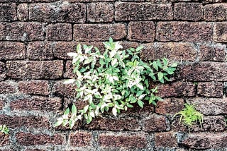 A green leafy plant growing between the bricks of a wall.