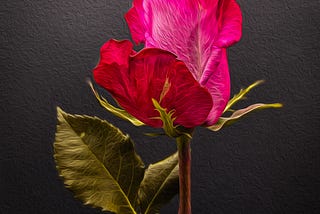 A pink rose on a black background.