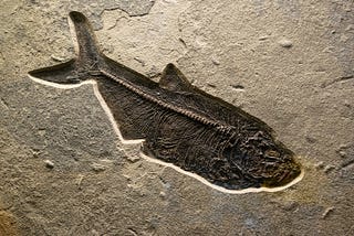 photo of a fossilized fish