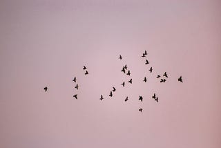 A flock of birds flying against a blush pink sky