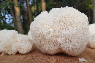 Lion’s Mane! Lion’s Mane! Lion’s Mane!