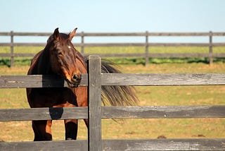 Working with Barn and Buddy Sour Horses