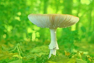 Toadstool growing in a forest.