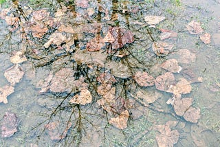 Fallen leaves in a puddle after rain