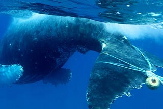 Endangered whales need more protection. So do their rescuers.