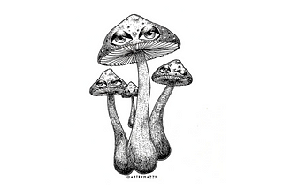 Psilocybin Trip Report by an Anonymous Reader