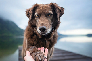 Nature VS Nurture — Using Both to Improve Your Training and Relationship with your Dog