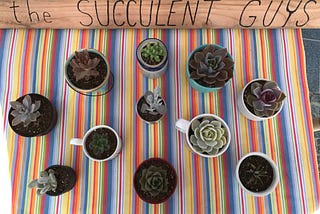 Fourth Draft: The Succulent Guys (Farmers Market)