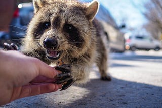 I’m sorry I haven’t been super present lately, it’s just that there’s this giant feral raccoon…