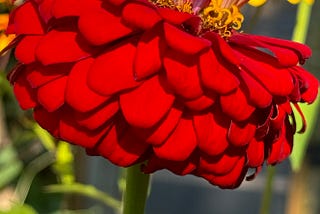 Red zinnia bloom and Rudbeckia triloba