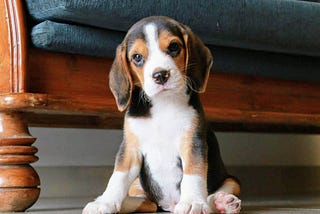 How To Train A Beagle Dog (Essential Tips!)