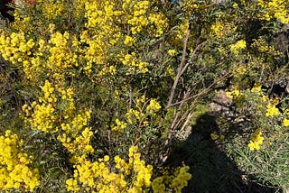 “Winter’s Little Yellow Flowers”