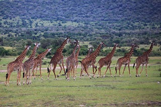 Kenya — crazy roads to excellent safaris