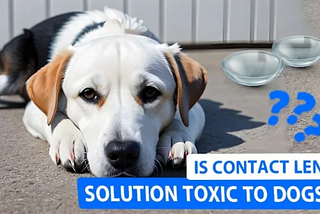 My Dog Ate Contact Lens: How to React?