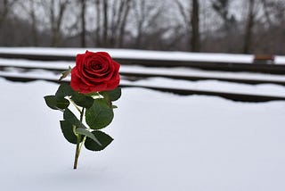 Bright red blossomed rose in snow.