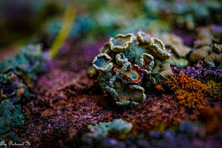 Colorful lichen growing on a rock.