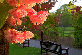 Sunset Blossoms, Cardiff, Wales