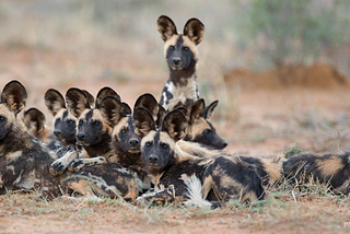 Putting African Wild Dog at the Scenter of Human-Wildlife Conflict