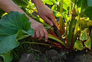 rhubarb plant growin in ground with hands picking the stalks