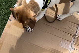 Small tan and white dog, wearing a yellow harness. Viewed from above as he peers at a large cardboard box that he is standing on, trying to flatten.