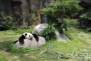 Panda laying on a rock outside
