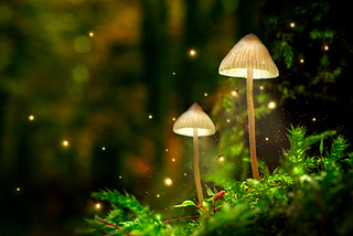 Legal Status of Psilocybin (Magic Mushrooms) in Canada