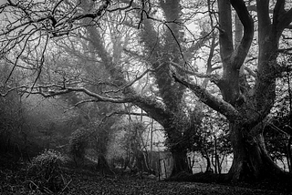 The Digital Underworld & Dark Forest