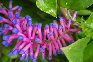 odd-looking plant, bright pink spikes with lavender-colored tips, green leaves glistening with water