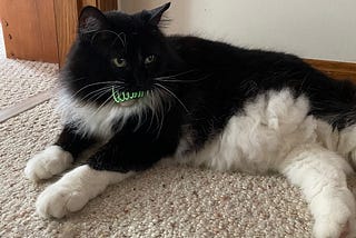 A large tuxedo cat (black with white on chest, stomach, and legs) is lying in a hallway. He has a spring toy in his mouth.